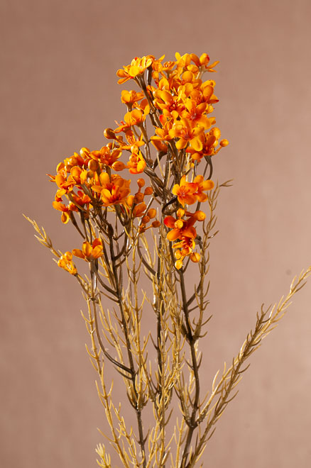 F411-Y Dry Wax Flower 78 cm žlutý